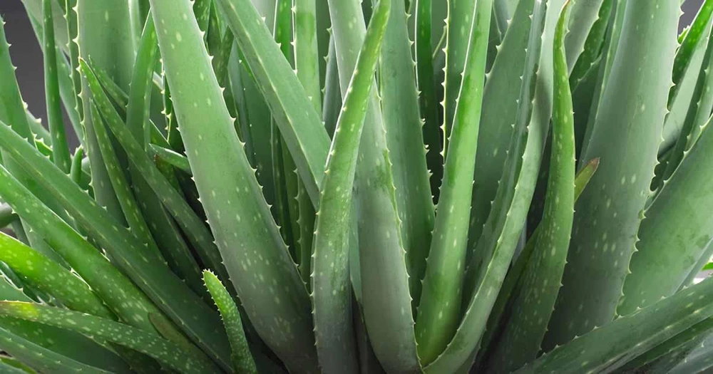 Organic Aloe Vera Live Plant – Medicinal Succulent Starter – 4-8” Tall in 2.5” Pot - Image 1