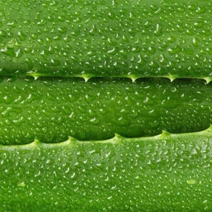 Organic Aloe Vera Live Plant – Medicinal Succulent Starter – 4-8” Tall in 2.5” Pot - Image 3