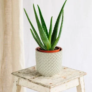 Organic Aloe Vera Live Plant – Medicinal Succulent Starter – 4-8” Tall in 2.5” Pot - Image 6