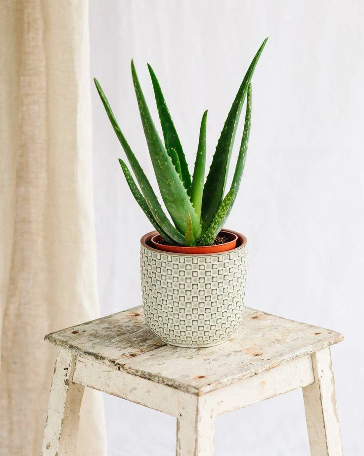 Organic Aloe Vera Live Plant – Medicinal Succulent Starter – 4-8” Tall in 2.5” Pot - Image 6