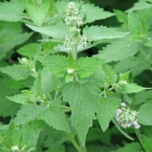 Organic Catnip Live Plant - Nepeta cataria Starter Plant - 3 inch Pot - Image 2