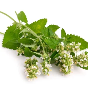 Organic Catnip Live Plant - Nepeta cataria Starter Plant - 3 inch Pot - Image 3