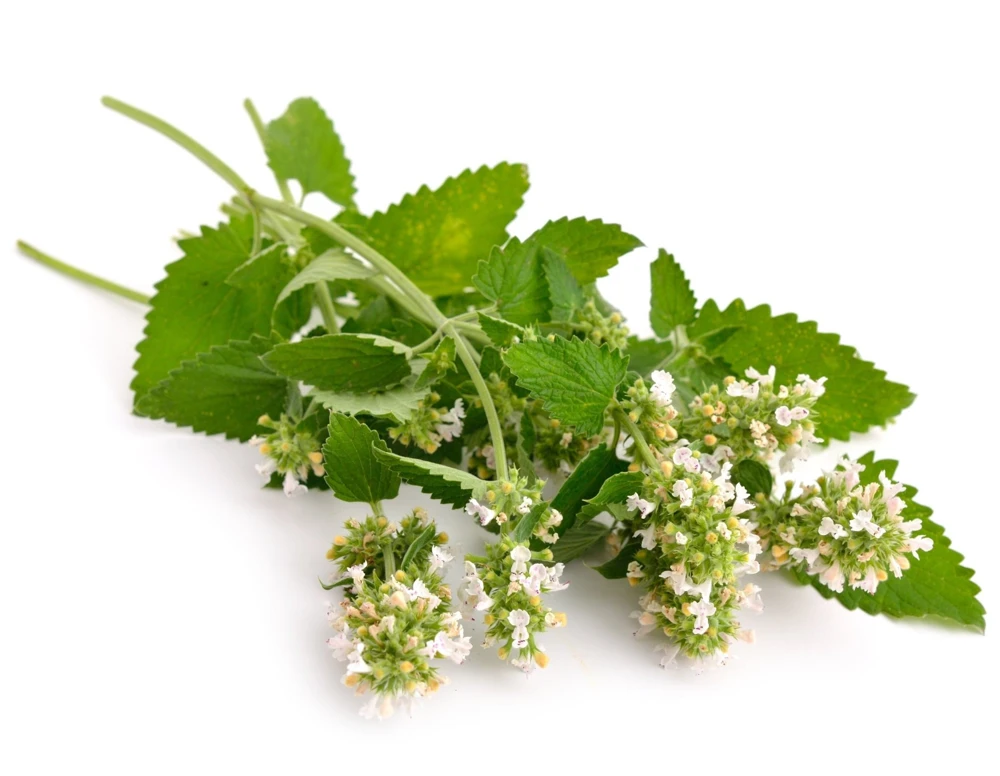 Organic Catnip Live Plant - Nepeta cataria Starter Plant - 3 inch Pot - Image 3