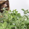 Organic Catnip Live Plant - Nepeta cataria Starter Plant - 3 inch Pot - Image 1