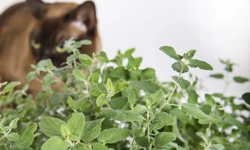 Organic Catnip Live Plant - Nepeta cataria Starter Plant - 3 inch Pot - Image 1