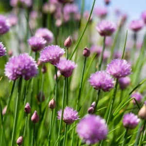 Organic Chives Live Starter Plant - Culinary Herb, 2.5x3.5in Pot - Image 1