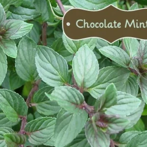 Organic Chocolate Mint Live Plant - Herb Starter - 2.5 inch Pot - Image 2
