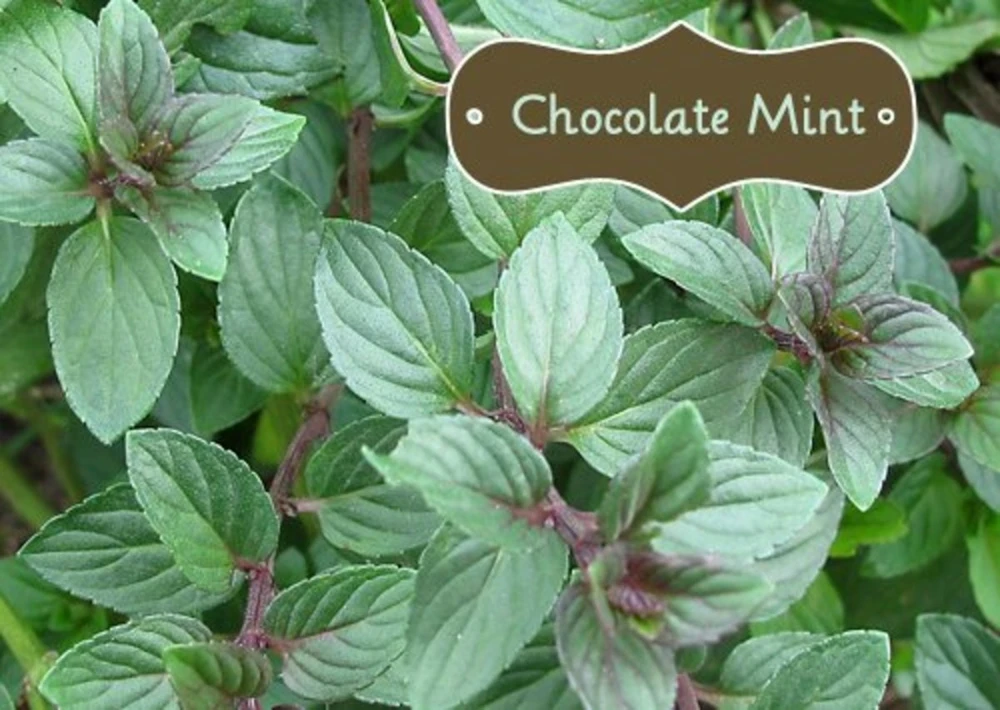 Organic Chocolate Mint Live Plant - Herb Starter - 2.5 inch Pot - Image 2