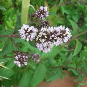 Organic Chocolate Mint Live Plant - Herb Starter - 2.5 inch Pot - Image 3