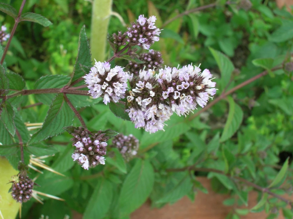 Organic Chocolate Mint Live Plant - Herb Starter - 2.5 inch Pot - Image 3