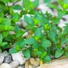 Organic Chocolate Mint Live Plant - Herb Starter - 2.5 inch Pot - Image 1
