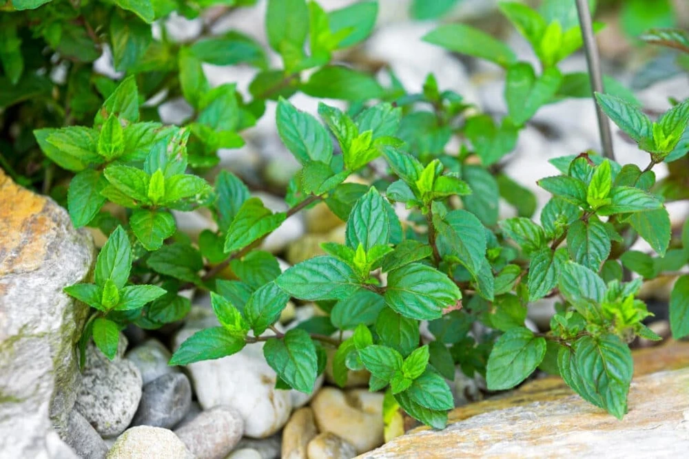 Organic Chocolate Mint Live Plant - Herb Starter - 2.5 inch Pot - Image 1