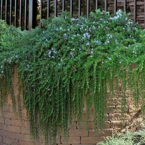 Organic Creeping Rosemary 'Prostratus' Live Herb Plant - 2.5x3.5 inch Pot - Image 2