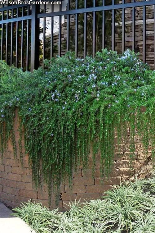 Organic Creeping Rosemary 'Prostratus' Live Herb Plant - 2.5x3.5 inch Pot - Image 2