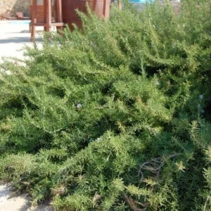 Organic Creeping Rosemary 'Prostratus' Live Herb Plant - 2.5x3.5 inch Pot - Image 3