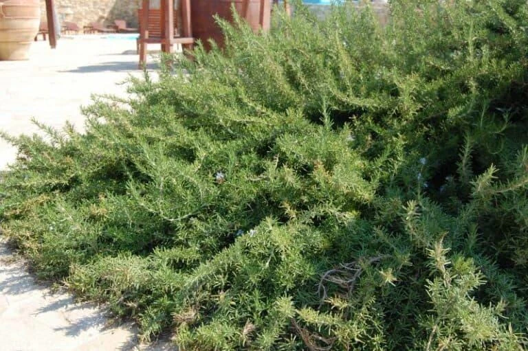 Organic Creeping Rosemary 'Prostratus' Live Herb Plant - 2.5x3.5 inch Pot - Image 3