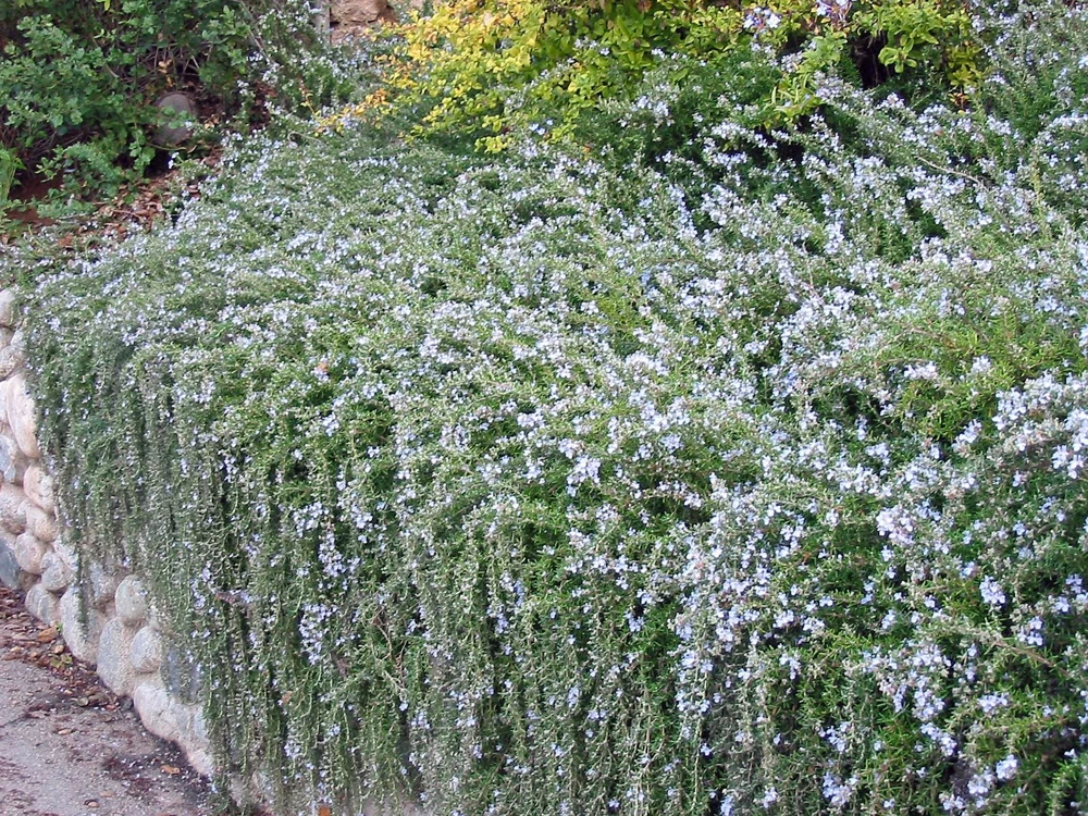 Organic Creeping Rosemary 'Prostratus' Live Herb Plant - 2.5x3.5 inch Pot - Image 1