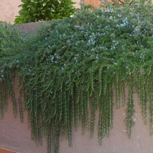 Organic Creeping Rosemary 'Prostratus' Live Herb Plant - 2.5x3.5 inch Pot - Image 5