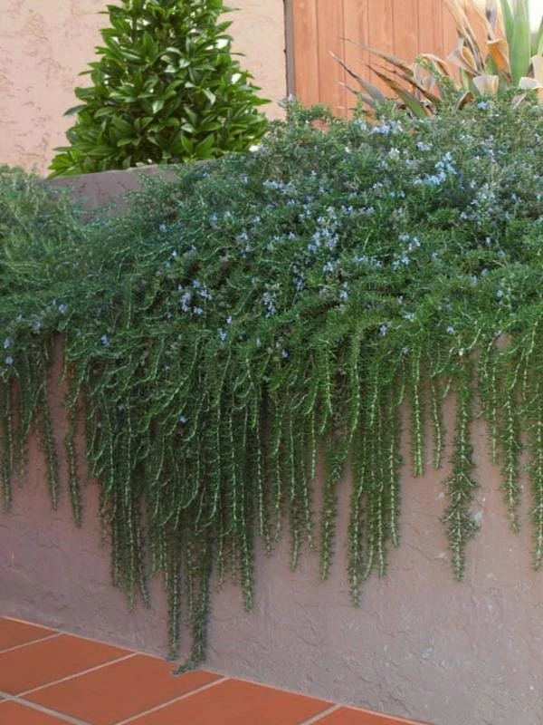 Organic Creeping Rosemary 'Prostratus' Live Herb Plant - 2.5x3.5 inch Pot - Image 5