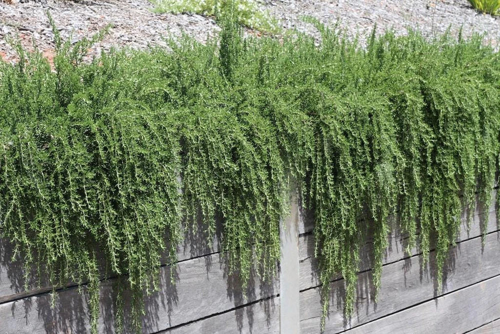Organic Creeping Rosemary 'Prostratus' Live Herb Plant - 2.5x3.5 inch Pot - Image 6
