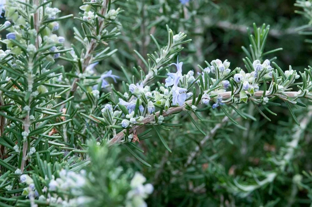 Organic Creeping Rosemary 'Prostratus' Live Herb Plant - 2.5x3.5 inch Pot - Image 7