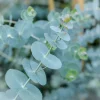 Organic Eucalyptus 'Baby Blue' Live Starter Plant 4-8" Tall Potted - Image 1