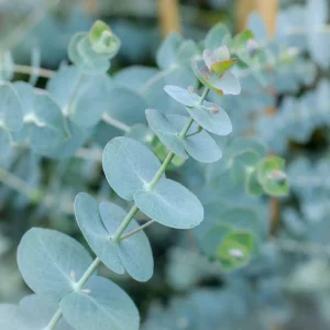 Organic Eucalyptus 'Baby Blue' Live Starter Plant 4-8" Tall Potted - Image 1
