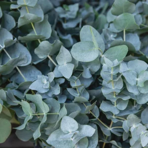 Organic Eucalyptus 'Baby Blue' Live Starter Plant 4-8