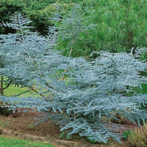 Organic Eucalyptus 'Baby Blue' Live Starter Plant 4-8