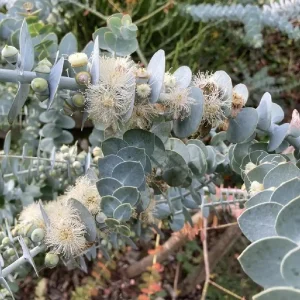 Organic Eucalyptus 'Baby Blue' Live Starter Plant 4-8