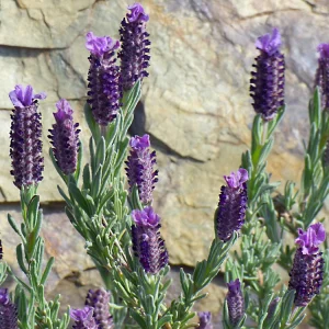 Organic French Lavender Live Plant - Lavandula dentata - 3-6 inch Starter Plant - Image 2