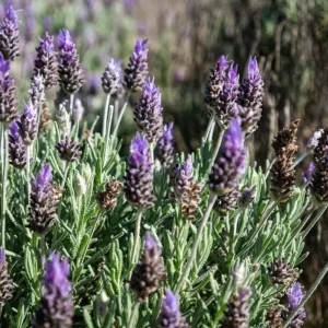 Organic French Lavender Live Plant - Lavandula dentata - 3-6 inch Starter Plant - Image 3