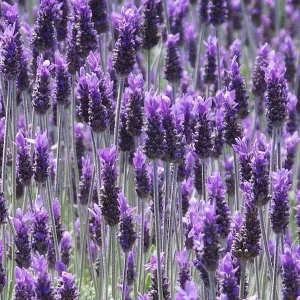 Organic French Lavender Live Plant - Lavandula dentata - 3-6 inch Starter Plant - Image 1