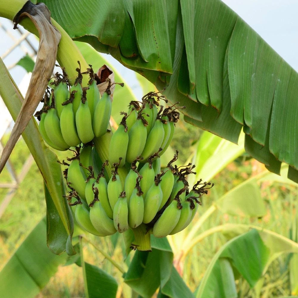 Organic Gran Nain Banana Live Starter Plant - Musa acuminata - 2.5x3.5 inch Pot - Image 2