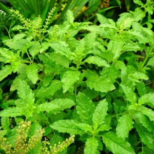 Organic Holy Basil Rama Tulsi Live Plant - Ocimum Tenuiflorum - Starter Plant ~4-8” Tall - Image 2