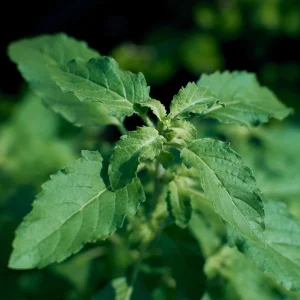 Organic Holy Basil Rama Tulsi Live Plant - Ocimum Tenuiflorum - Starter Plant ~4-8” Tall - Image 3