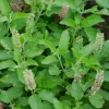 Organic Holy Basil Rama Tulsi Live Plant - Ocimum Tenuiflorum - Starter Plant ~4-8” Tall - Image 1