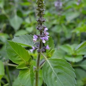Organic Holy Basil (Tulsi Basil) Live Starter Plant - 5-10 inch, 2.5x3.5 inch Pot - Image 2