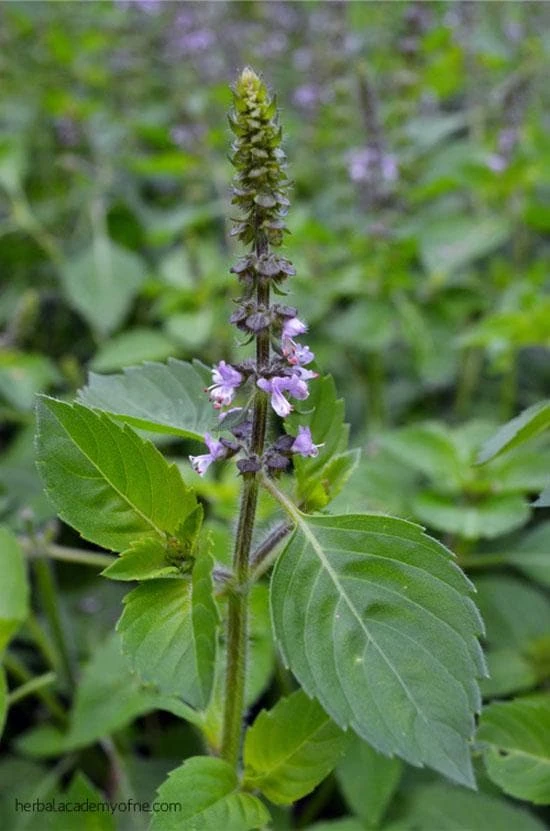 Organic Holy Basil (Tulsi Basil) Live Starter Plant - 5-10 inch, 2.5x3.5 inch Pot - Image 2