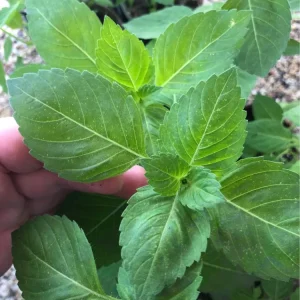 Organic Holy Basil (Tulsi Basil) Live Starter Plant - 5-10 inch, 2.5x3.5 inch Pot - Image 3