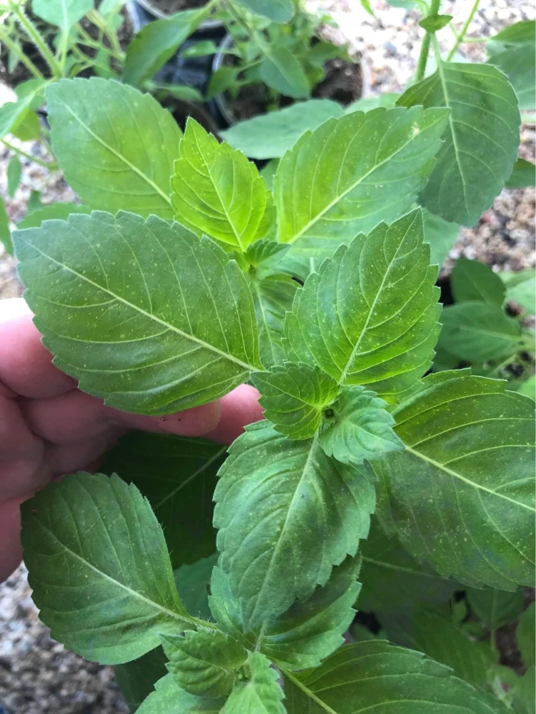 Organic Holy Basil (Tulsi Basil) Live Starter Plant - 5-10 inch, 2.5x3.5 inch Pot - Image 3