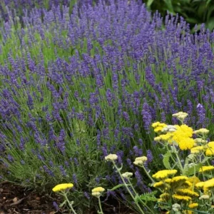 Organic Lavender 'Hidcote' Live Plant – Perennial Herb – 4-6