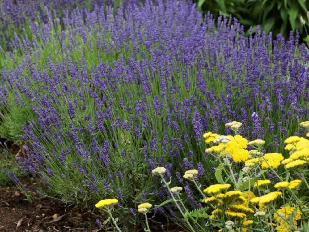 Organic Lavender 'Hidcote' Live Plant – Perennial Herb – 4-6" Starter Plant – Zones 5-9 - Image 2
