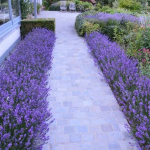 Organic Lavender 'Hidcote' Live Plant – Perennial Herb – 4-6