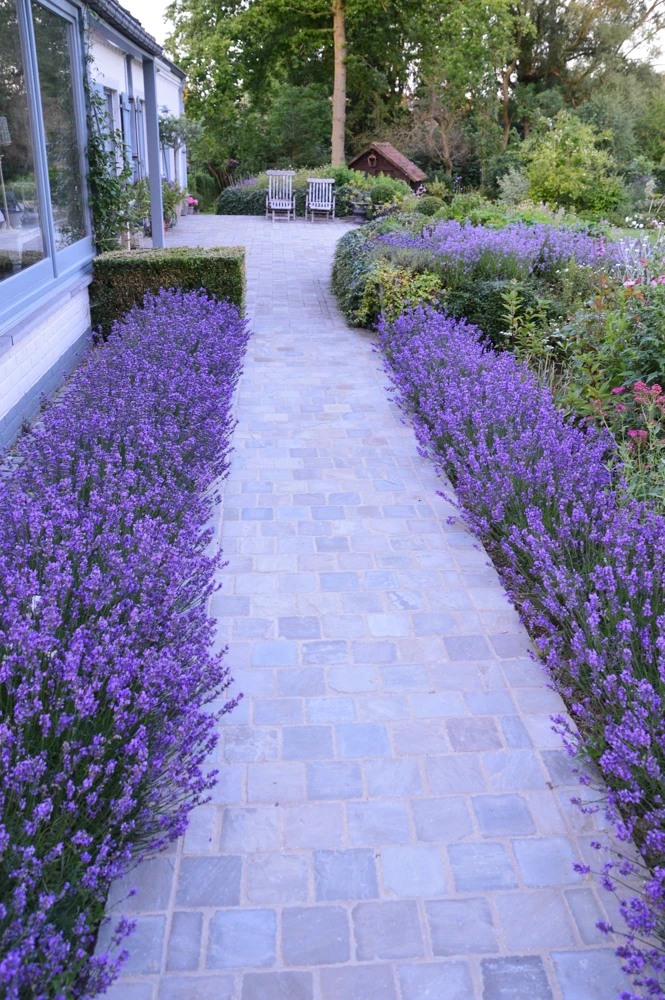 Organic Lavender 'Hidcote' Live Plant – Perennial Herb – 4-6" Starter Plant – Zones 5-9 - Image 3