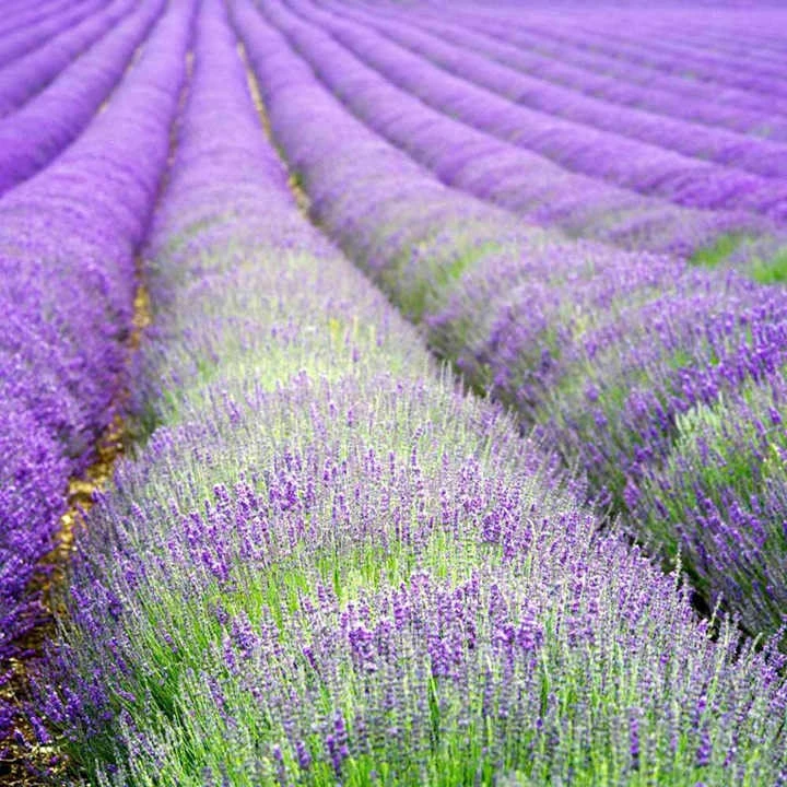 Organic Lavender 'Hidcote' Live Plant – Perennial Herb – 4-6" Starter Plant – Zones 5-9 - Image 4