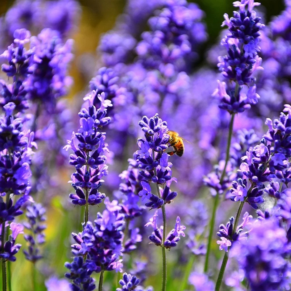 Organic Lavender 'Hidcote' Live Plant – Perennial Herb – 4-6" Starter Plant – Zones 5-9 - Image 1