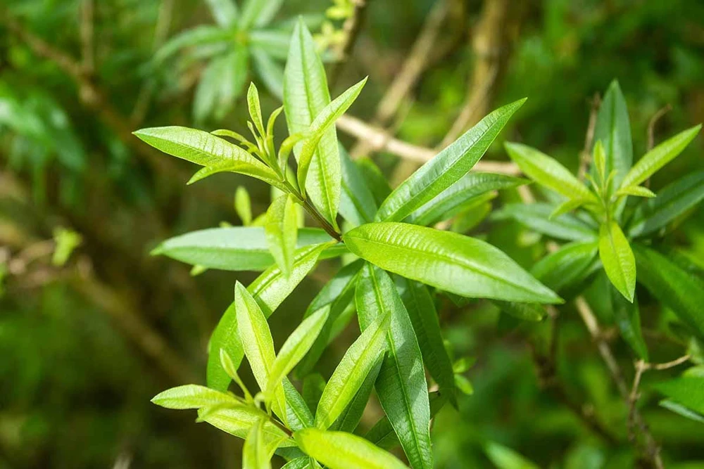 Organic Lemon Verbena Live Plant - Culinary Herb - Starter Plant 2.5x3.5 Inch Pot - Image 2