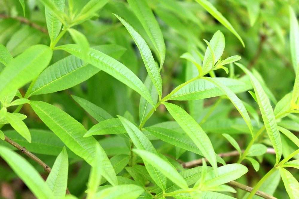Organic Lemon Verbena Live Plant - Culinary Herb - Starter Plant 2.5x3.5 Inch Pot - Image 3