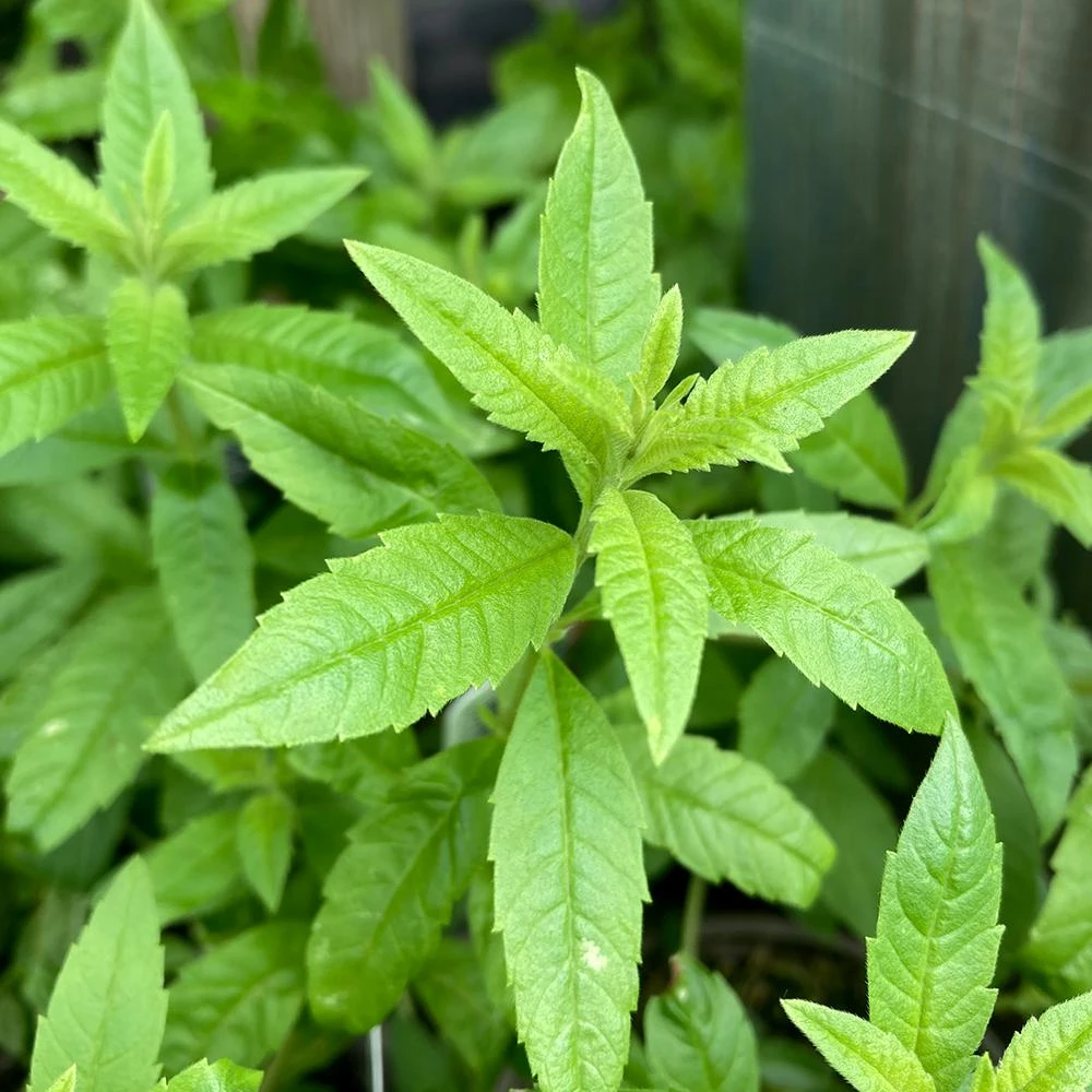 Organic Lemon Verbena Live Plant - Culinary Herb - Starter Plant 2.5x3.5 Inch Pot - Image 4